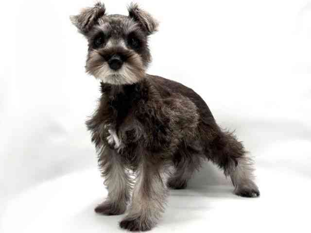 大阪府のミニチュアシュナウザー (ひごペットフレンドリー東淀川店/2025年7月27日生まれ/女の子/ソルトペッパー)の子犬の3枚目の画像