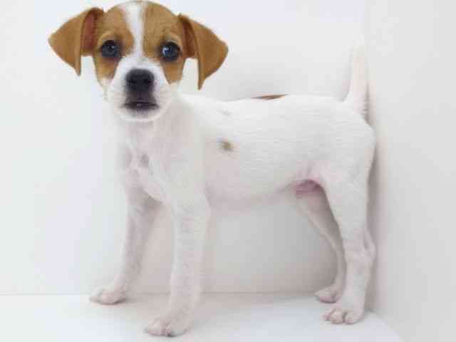 大阪府のジャックラッセルテリア (ひごペットフレンドリーいこらもーる泉佐野店/2025年7月27日生まれ/男の子/ホワイトタン)の子犬の3枚目の画像