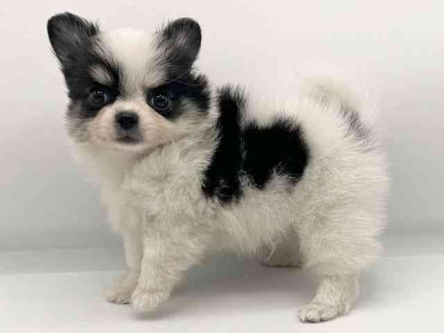 大阪府のポメチワ/チワポメ/ポメチー(ポメラニアン×チワワ) (ひごペットフレンドリーららぽーとEXPOCITY店/2025年7月25日生まれ/男の子/パーティーカラー)の子犬の3枚目の画像