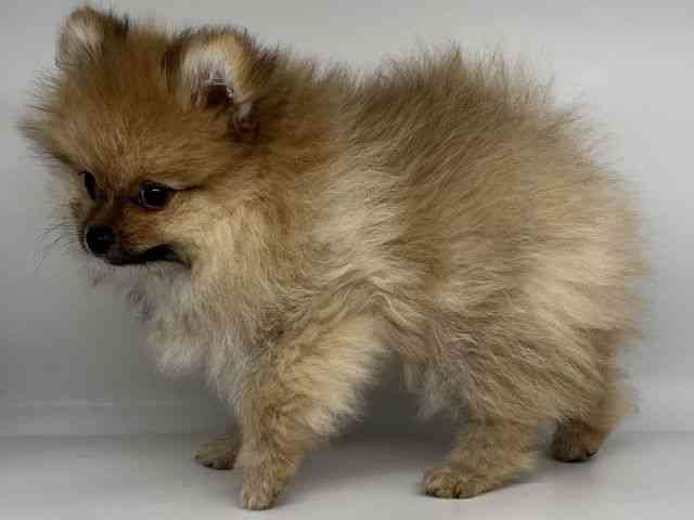 徳島県のポメラニアン (ひごペットフレンドリーゆめタウン徳島店/2025年7月25日生まれ/男の子/オレンジ)の子犬の3枚目の画像