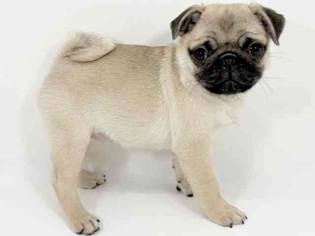 京都府のパグ (ひごペットフレンドリーイズミヤショッピングセンター八幡店/2025年7月23日生まれ/女の子/フォーン)の子犬の3枚目の画像