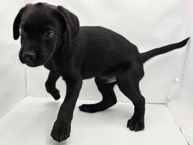 兵庫県のラブラドールレトリーバー (ひごペットフレンドリークラウンパーク伊丹店/2025年7月27日生まれ/男の子/ブラック)の子犬の3枚目の画像