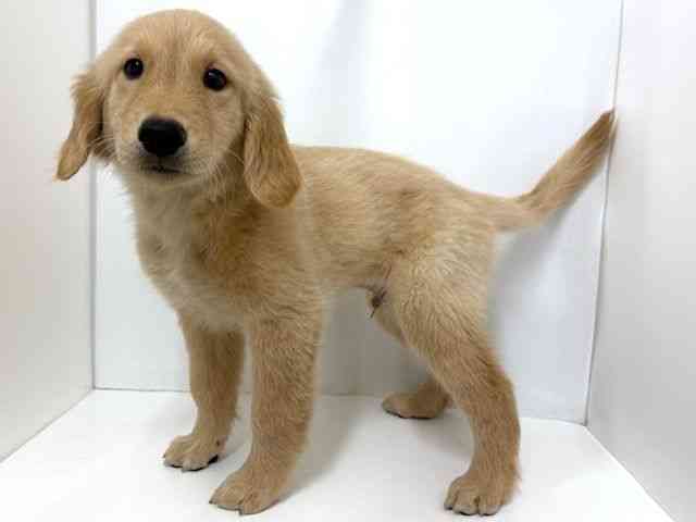 大阪府のゴールデンレトリバー (ひごペットフレンドリーベルファⅡ都島店/2025年7月25日生まれ/男の子/ゴールデン)の子犬の3枚目の画像