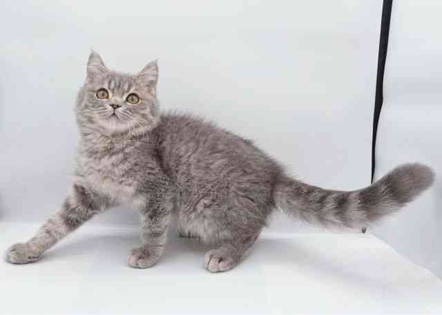 島根県のブリティッシュショートヘアー (ひごペットフレンドリーイオン松江ショッピングセンター店/2025年7月24日生まれ/男の子/ブルータビー)の子猫の3枚目の画像