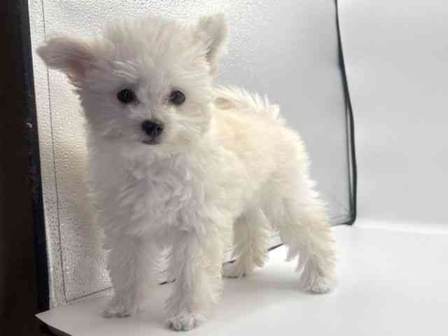 愛知県のチワプー/プーチー(チワワ×プードル) (ひごペットフレンドリープライムツリー赤池店/2025年7月26日生まれ/男の子/クリーム)の子犬の3枚目の画像