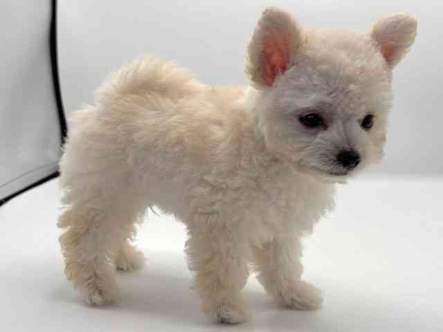 愛知県のチワプー/プーチー(チワワ×プードル) (ひごペットフレンドリープライムツリー赤池店/2025年7月26日生まれ/男の子/クリーム)の子犬の3枚目の画像