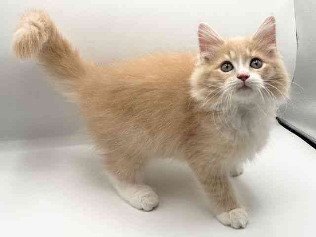 京都府のサイベリアン (ひごペットフレンドリーイオンモール高の原店/2025年7月27日生まれ/男の子/クリームタビーホワイト)の子猫の3枚目の画像