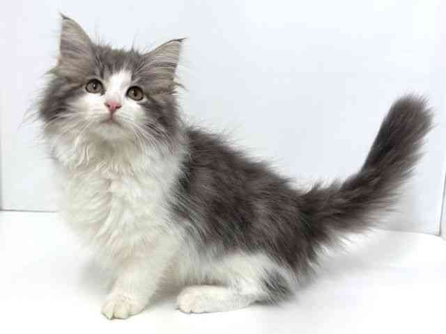 大阪府のサイベリアン (ひごペットフレンドリーベルファⅡ都島店/2025年7月27日生まれ/女の子/ブルータビーホワイト)の子猫の3枚目の画像