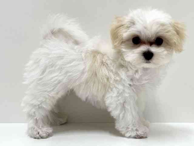 愛知県のハーフ犬・ミックス犬 (ひごペットフレンドリーららぽーと名古屋みなとアクルス店/2025年7月27日生まれ/男の子/クリームホワイト)の子犬の3枚目の画像