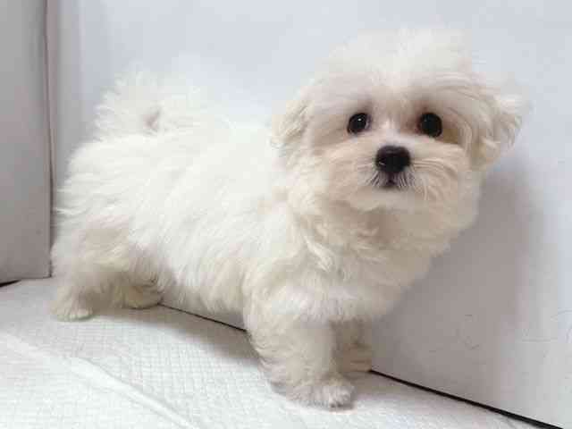 大阪府のマルチーズ (ひごペットフレンドリー堺プラットプラット店/2025年7月27日生まれ/男の子/ホワイト)の子犬の3枚目の画像