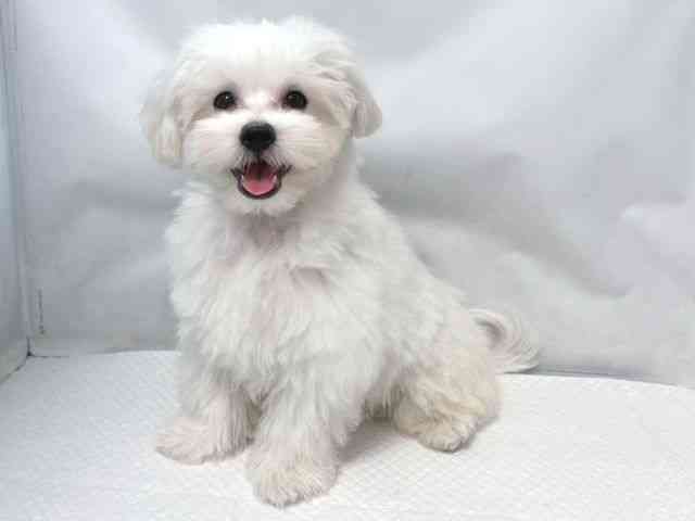 大阪府のマルチーズ (ひごペットフレンドリー堺プラットプラット店/2025年7月27日生まれ/男の子/ホワイト)の子犬の3枚目の画像