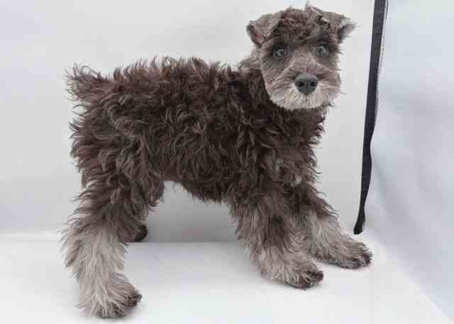 島根県のミニチュアシュナウザー (ひごペットフレンドリーイオン松江ショッピングセンター店/2025年7月20日生まれ/男の子/ソルトペッパー)の子犬の3枚目の画像