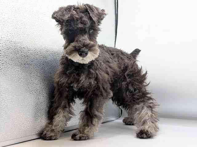 香川県のミニチュアシュナウザー (ひごペットフレンドリーゆめタウン高松店/2025年7月20日生まれ/男の子/ソルトペッパー)の子犬の3枚目の画像