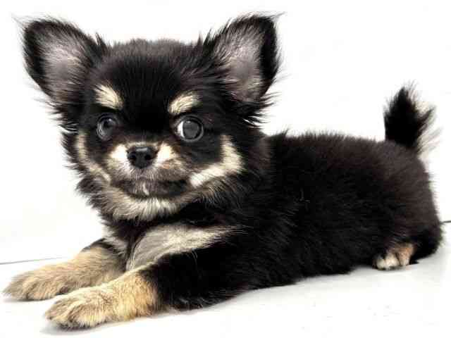 兵庫県のチワワ(ロング) (ひごペットフレンドリークラウンパーク伊丹店/2025年7月27日生まれ/女の子/ブラックタンホワイト)の子犬の3枚目の画像