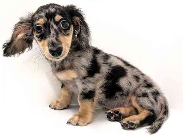 福岡県のミニチュアダックスフンド(ロング) (ひごペットフレンドリーリバーウォーク北九州店/2025年7月25日生まれ/男の子/シルバーダップル)の子犬の3枚目の画像