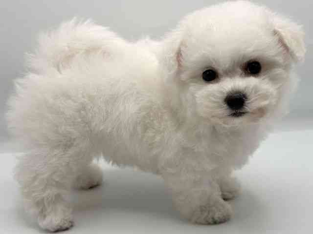 香川県のビションフリーゼ (ひごペットフレンドリーゆめタウン高松店/2025年7月27日生まれ/女の子/ホワイト)の子犬の3枚目の画像