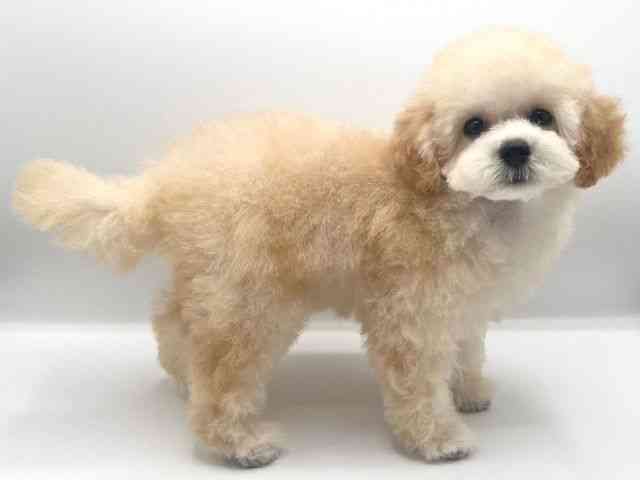 京都府のトイプードル(トイ) (ひごペットフレンドリーイオンモール高の原店/2025年7月27日生まれ/女の子/アプリコット)の子犬の3枚目の画像