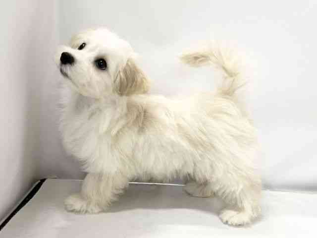 愛媛県のマルプー(マルチーズ×プードル) (ひごペットフレンドリーイオンモール今治新都市店/2025年7月25日生まれ/男の子/ホワイト)の子犬の3枚目の画像