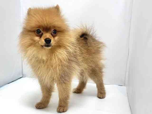 奈良県のポメラニアン (ひごペットフレンドリー奈良パワーシティ店/2025年7月23日生まれ/男の子/オレンジ)の子犬の3枚目の画像