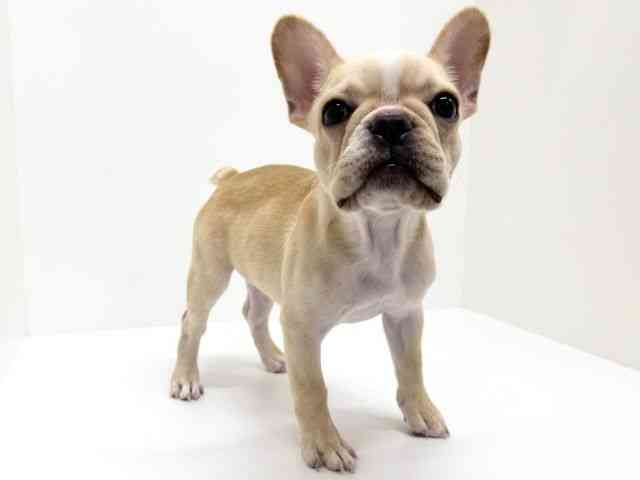 大阪府のフレンチブルドッグ (ひごペットフレンドリーくずはモール店/2025年7月24日生まれ/女の子/クリーム)の子犬の3枚目の画像