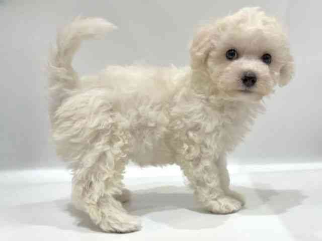 愛知県のビションフリーゼ (ひごペットフレンドリーヴィアモール アピタ江南西店/2025年7月27日生まれ/男の子/ホワイト)の子犬の3枚目の画像