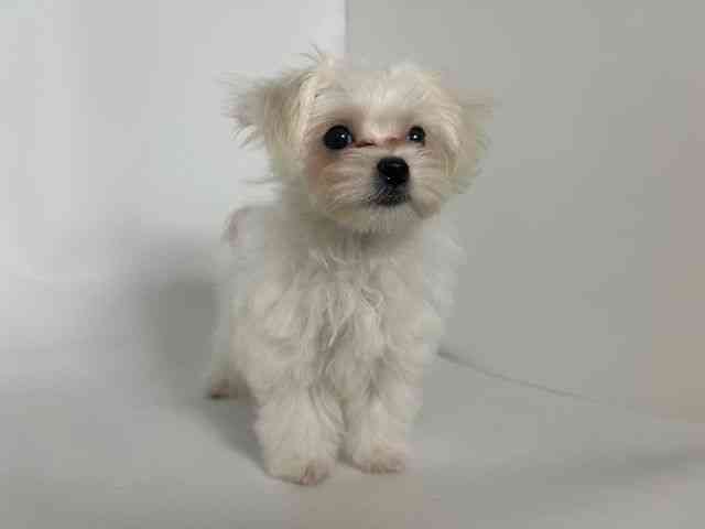 大阪府のマルチーズ (ひごペットフレンドリーアクロスプラザ住之江店/2025年7月25日生まれ/男の子/ホワイト)の子犬の3枚目の画像