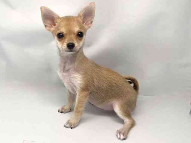 京都府のポメチワ/チワポメ/ポメチー(ポメラニアン×チワワ) (ひごペットフレンドリー洛北阪急スクエア店/2025年7月25日生まれ/女の子/フォーン)の子犬の3枚目の画像