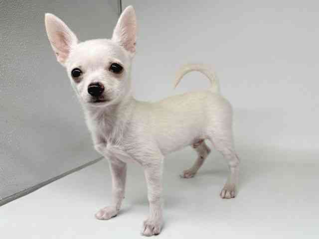 大阪府のポメチワ/チワポメ/ポメチー(ポメラニアン×チワワ) (ひごペットフレンドリー瓜破店/2025年7月25日生まれ/男の子/クリーム)の子犬の3枚目の画像