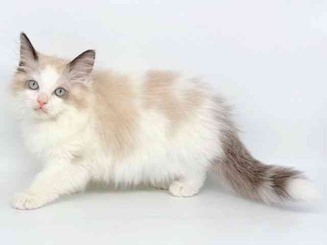 大阪府のラグドール (ひごペットフレンドリー瓜破店/2025年7月26日生まれ/男の子/シールポイントバイカラー)の子猫の3枚目の画像