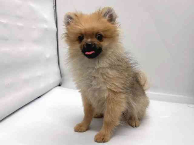京都府のポメラニアン (ひごペットフレンドリー京都店/2025年7月19日生まれ/男の子/オレンジ)の子犬の3枚目の画像