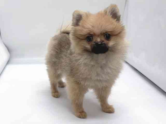 京都府のポメラニアン (ひごペットフレンドリー京都店/2025年7月19日生まれ/男の子/オレンジ)の子犬の3枚目の画像