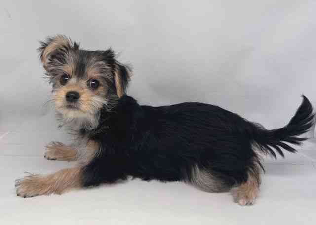 鳥取県のマルキー/マルヨーキー(マルチーズ×ヨークシャーテリア) (ひごペットフレンドリーイオンモール鳥取北店/2025年7月26日生まれ/女の子/スチールブルータン)の子犬の3枚目の画像