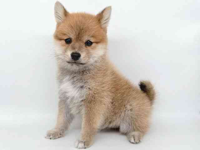 大阪府のポメ柴/豆ポメ/ポメ豆柴(ポメラニアン×柴犬) (ひごペットフレンドリー瓜破店/2025年7月26日生まれ/男の子/赤)の子犬の3枚目の画像