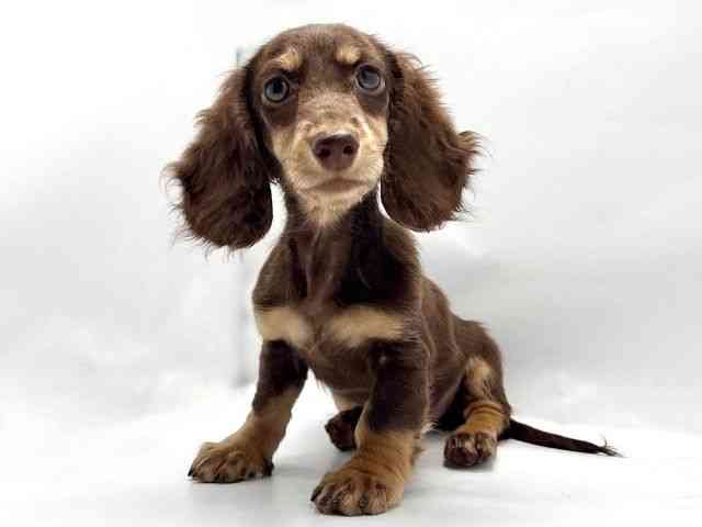 大阪府のミニチュアダックスフンド(ロング) (ひごペットフレンドリー東淀川店/2025年7月23日生まれ/女の子/チョコレートタン)の子犬の3枚目の画像