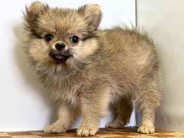 愛媛県のハーフ犬・ミックス犬 (ひごペットフレンドリーエミフルMASAKI店/2025年7月25日生まれ/男の子/オレンジ)の子犬の3枚目の画像