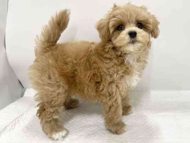 高知県のハーフ犬・ミックス犬 (ひごペットフレンドリーイオンモール高知店/2025年7月27日生まれ/女の子/クリーム)の子犬の3枚目の画像