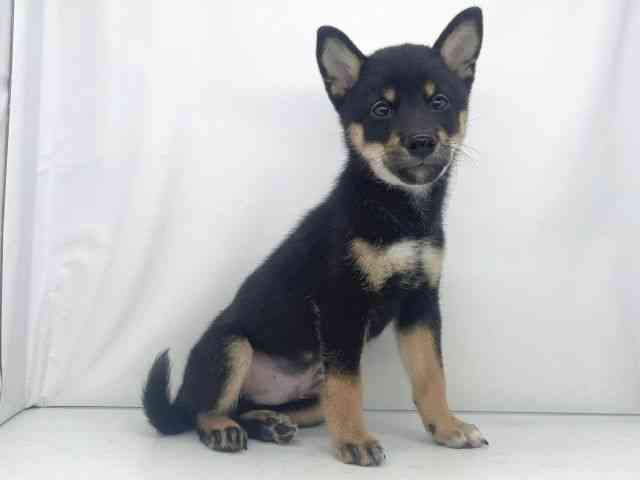 兵庫県の柴犬(標準サイズ) (ひごペットフレンドリーイオンタウン加古川店/2025年7月27日生まれ/男の子/黒)の子犬の3枚目の画像