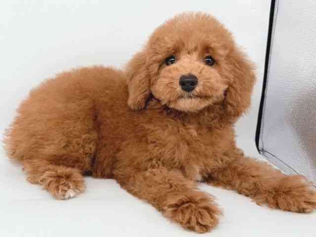 大阪府のトイプードル(トイ) (ひごペットフレンドリー瓜破店/2025年7月26日生まれ/男の子/レッド)の子犬の3枚目の画像