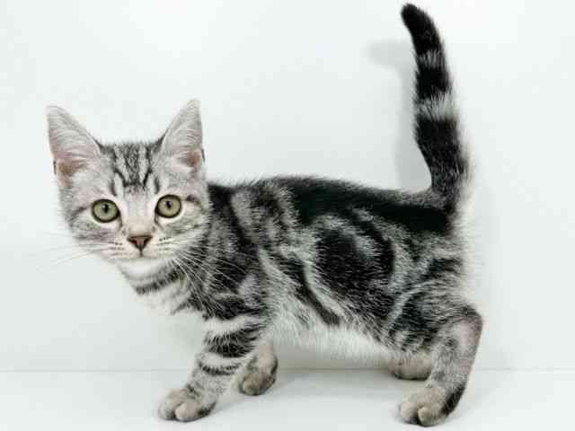 京都府のアメリカンショートヘアー (ひごペットフレンドリーイズミヤショッピングセンター八幡店/2025年7月27日生まれ/男の子/シルバータビー)の子猫の3枚目の画像