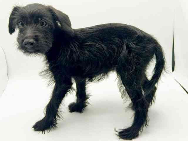 大阪府のハーフ犬・ミックス犬 (ひごペットフレンドリーみのおキューズモール店/2025年7月24日生まれ/男の子/ブラック)の子犬の3枚目の画像