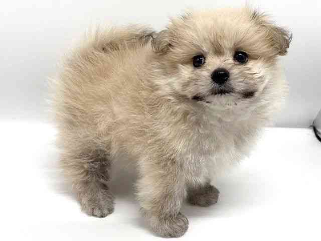 大阪府のポメマル/マルポメ(ポメラニアン×マルチーズ) (ひごペットフレンドリーイオンタウン豊中庄内店/2025年7月25日生まれ/女の子/フォーン)の子犬の3枚目の画像