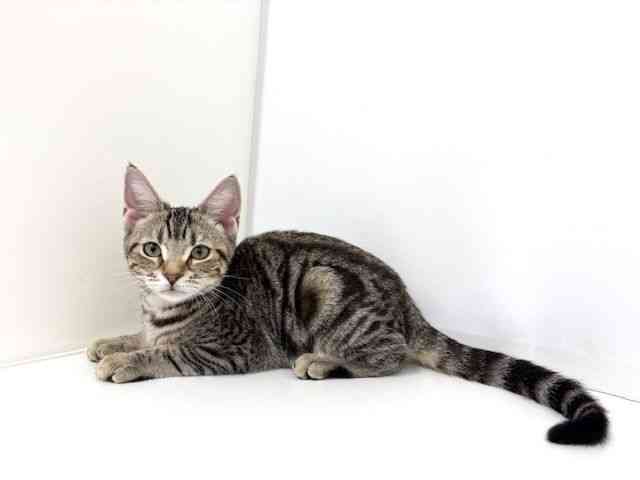 大阪府のアメリカンショートヘアー (ひごペットフレンドリーベルファⅡ都島店/2025年7月20日生まれ/女の子/ブラウンタビーホワイト)の子猫の3枚目の画像