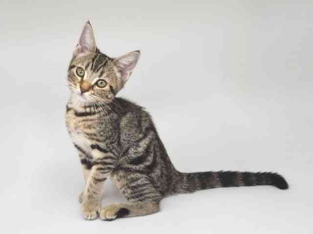 大阪府のアメリカンショートヘアー (ひごペットフレンドリー泉ヶ丘店/2025年7月20日生まれ/女の子/ブラウンタビーホワイト)の子猫の3枚目の画像