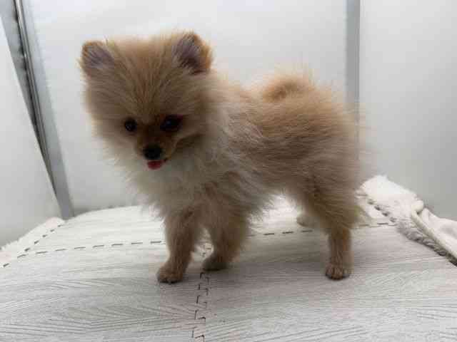 島根県のポメラニアン (ひごペットフレンドリーイオンモール出雲店/2025年7月25日生まれ/女の子/クリーム)の子犬の3枚目の画像
