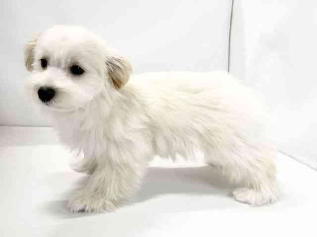 愛媛県のハーフ犬・ミックス犬 (ひごペットフレンドリーイオンモール今治新都市店/2025年7月26日生まれ/男の子/クリーム)の子犬の3枚目の画像