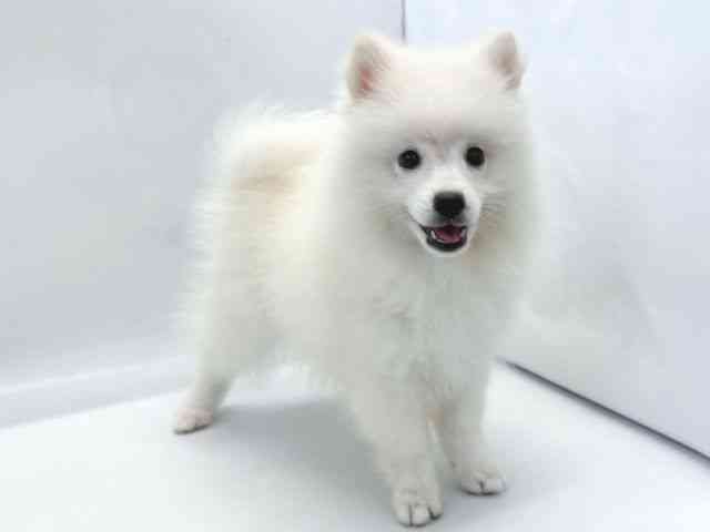 京都府の日本スピッツ (ひごペットフレンドリー京都店/2025年7月28日生まれ/女の子/ホワイト)の子犬の3枚目の画像