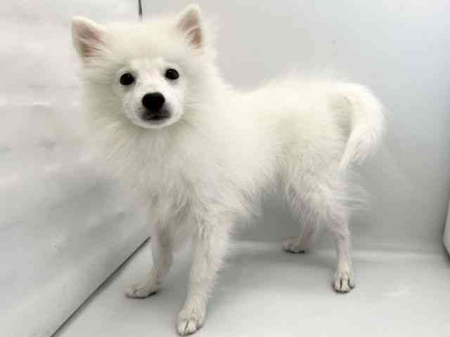 京都府の日本スピッツ (ひごペットフレンドリー京都店/2025年7月28日生まれ/女の子/ホワイト)の子犬の3枚目の画像