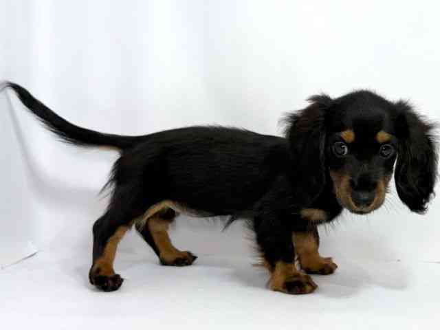 大阪府のミニチュアダックスフンド(ロング) (ひごペットフレンドリーイオンそよら海老江店/2025年7月27日生まれ/女の子/ブラックタン)の子犬の3枚目の画像