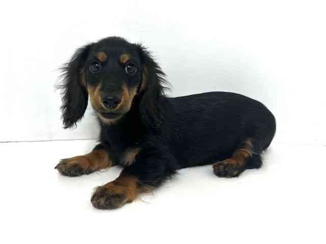 大阪府のミニチュアダックスフンド(ロング) (ひごペットフレンドリーいこらもーる泉佐野店/2025年7月27日生まれ/男の子/ブラックタン)の子犬の3枚目の画像