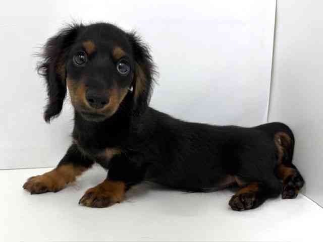 大阪府のミニチュアダックスフンド(ロング) (ひごペットフレンドリーベルファⅡ都島店/2025年7月27日生まれ/男の子/ブラックタン)の子犬の3枚目の画像